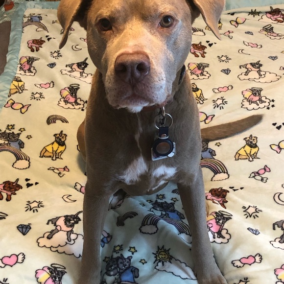 Darren & Phillip Stafficorns & Rainbows 🌈 - Picture 4 of 4